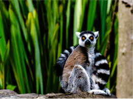 Madagascar